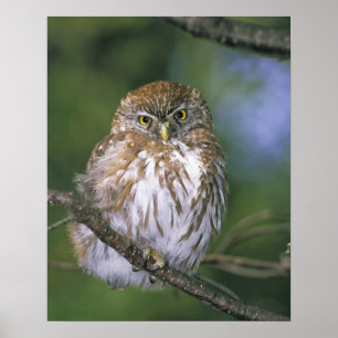 Chile, Aysen. Juvenile Autral Pygmy Uggla Poster