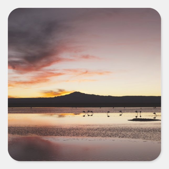 Chilean Flamingo Fyrkantigt Klistermärke (Framsida)