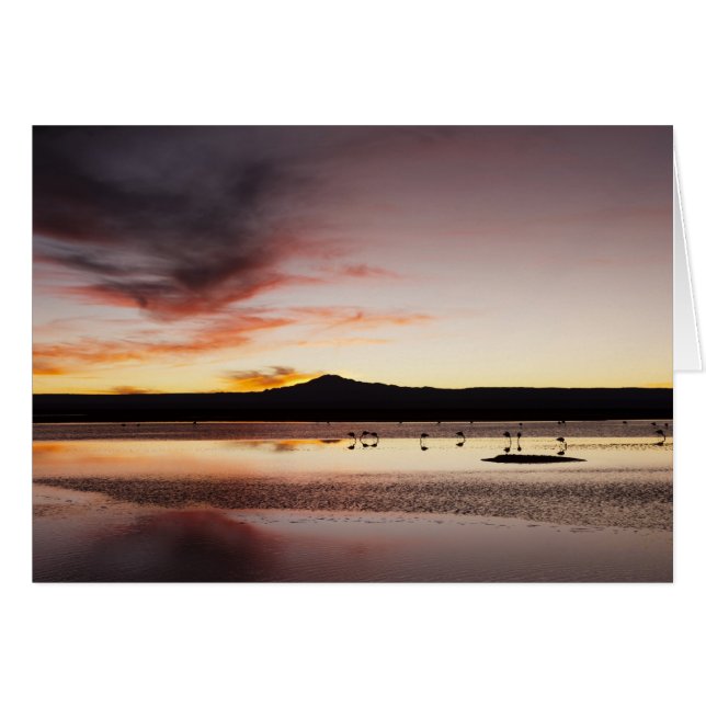 Chilean Flamingo Hälsningskort (Framsidan Horizontal)