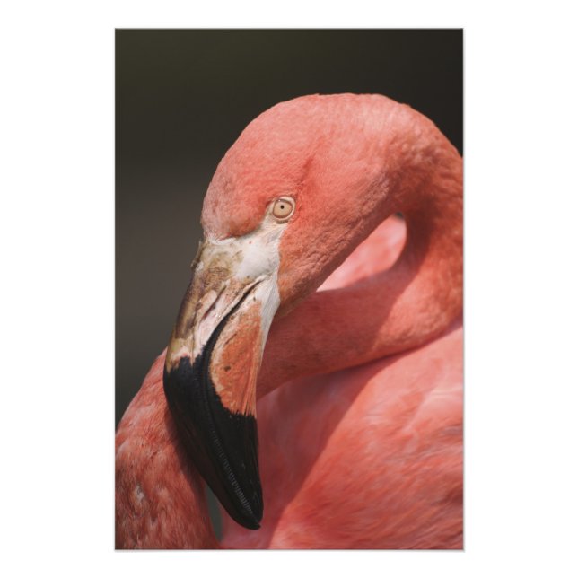 Chilean Flamingo, Phoenicopterus chilensis Fototryck (Framsidan)