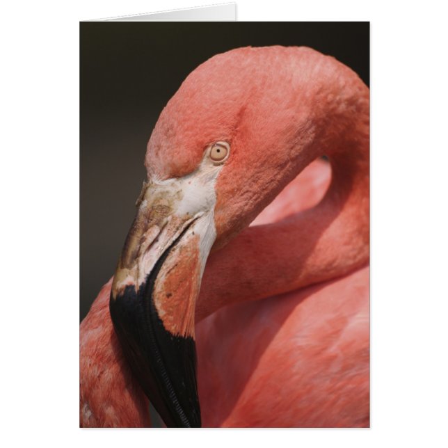 Chilean Flamingo, Phoenicopterus chilensis Hälsningskort (Framsidan)