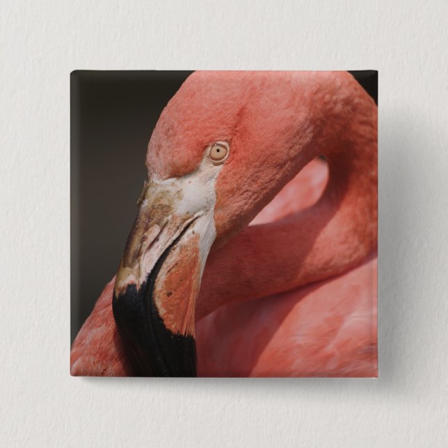 Chilean Flamingo, Phoenicopterus chilensis Knapp (Framsida)
