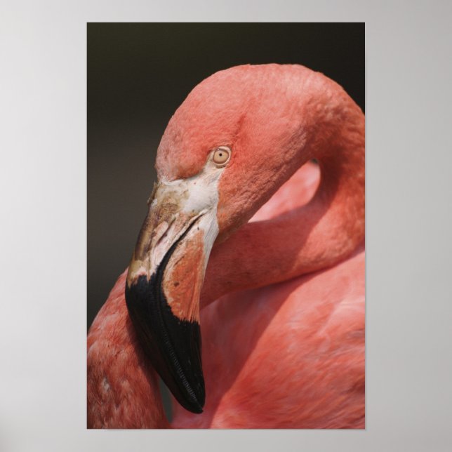 Chilean Flamingo, Phoenicopterus chilensis Poster (Framsidan)
