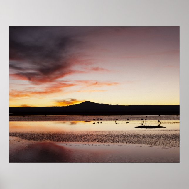 Chilean Flamingo Poster (Framsidan)