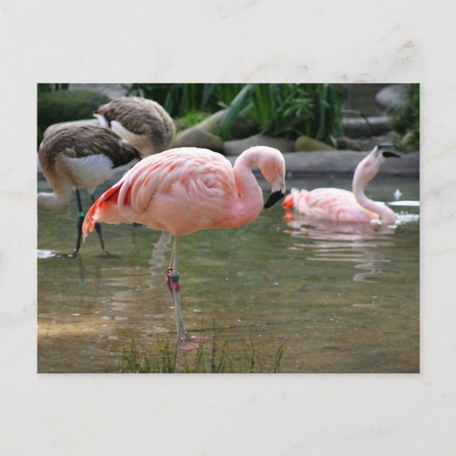 Chilean Flamingo Vykort (Framsida)