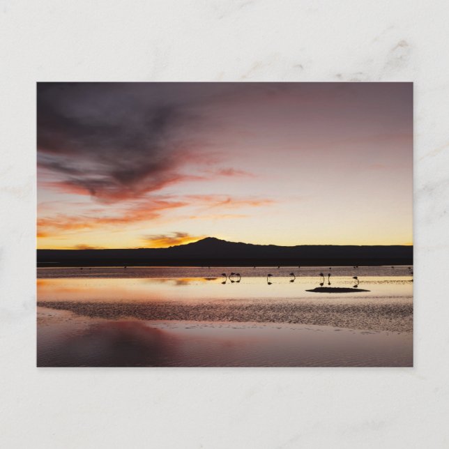 Chilean Flamingo Vykort (Framsida)