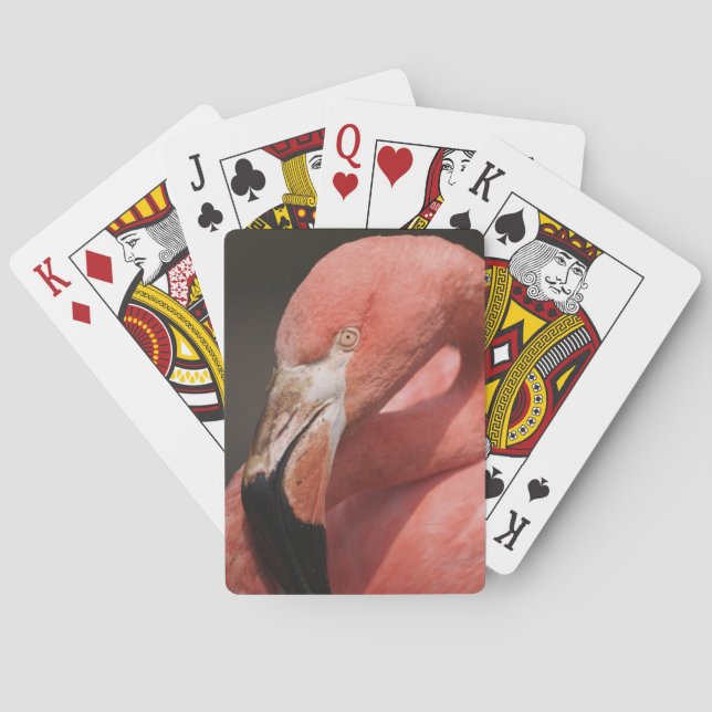 Chilenare, Phoenicopterus chilensis Spelkort (Baksidan)