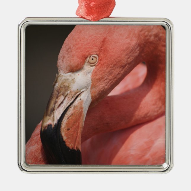 Chilenareflamingo, Phoenicopterus chilensis Julgransprydnad Metall (Framsidan)