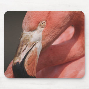 Chilenareflamingo, Phoenicopterus chilensis Musmatta