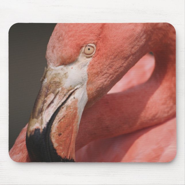 Chilenareflamingo, Phoenicopterus chilensis Musmatta (Framsidan)
