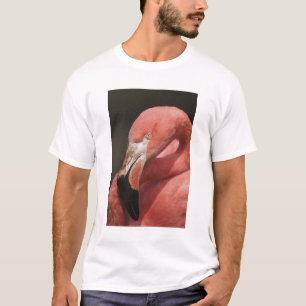 Chilenareflamingo, Phoenicopterus chilensis Tee Shirt