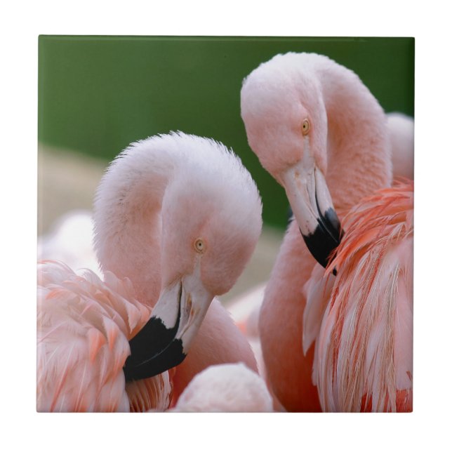 Chilensis flamingos kakelplatta (Framsidan)
