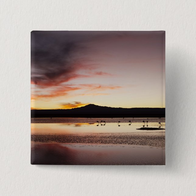 Chilensk flamingo knapp (Framsida)