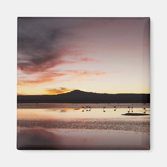 Chilensk flamingo magnet (Framsidan)