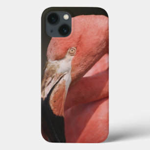 Chilensk Flamingo, Phoenicopterus chilensis