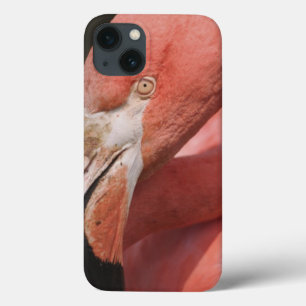 Chilensk Flamingo, Phoenicopterus chilensis