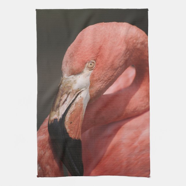 Chilensk flamingo, Phoenicopterus chilensis Kökshandduk (Vertikal)