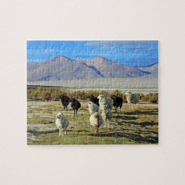 Chilenska får pussel (Horisontell)