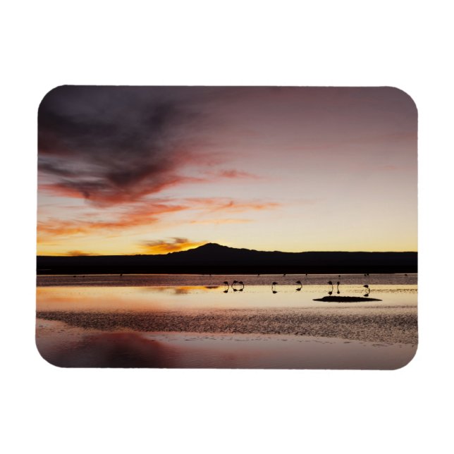 chilenska Flamingo Magnet (Horisontell)