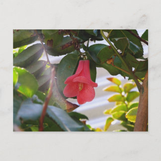 Chiles nationalblomma vykort