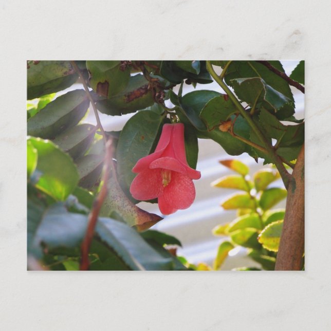 Chiles nationalblomma vykort (Framsida)