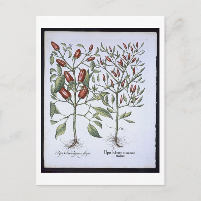 Chili Pepper-plantor från Hortus Eystettensi Vykort (Framsida)