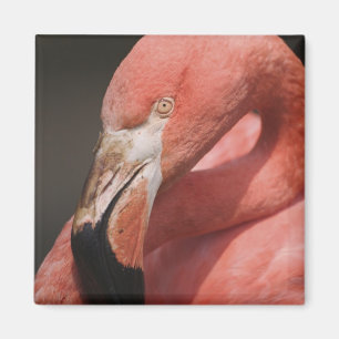 Chiliansk flamingo, Phoenicopterus chilensis Magnet