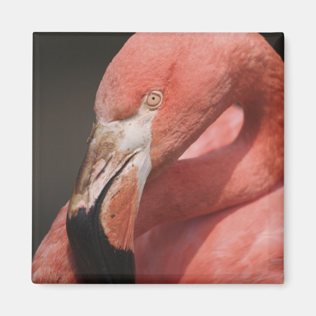 Chiliansk flamingo, Phoenicopterus chilensis Magnet (Framsidan)