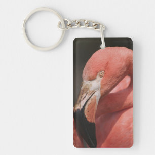 Chiliflamingo, Phoenicopterus chilensis