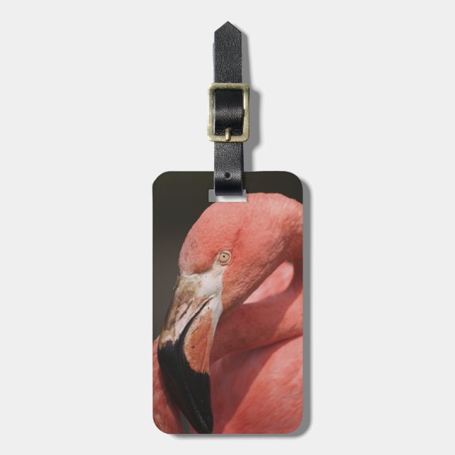Chiliflamingo, Phoenicopterus chilensis Bagagebricka (Vertikal Framsida)