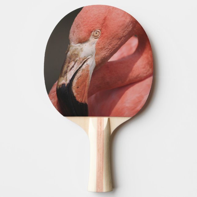 Chiliflamingo, Phoenicopterus chilensis Pingisracket (Framsidan)