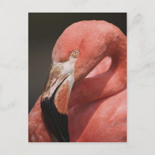 Chiliflamingo, Phoenicopterus chilensis Vykort