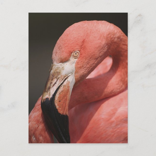 Chiliflamingo, Phoenicopterus chilensis Vykort (Framsida)