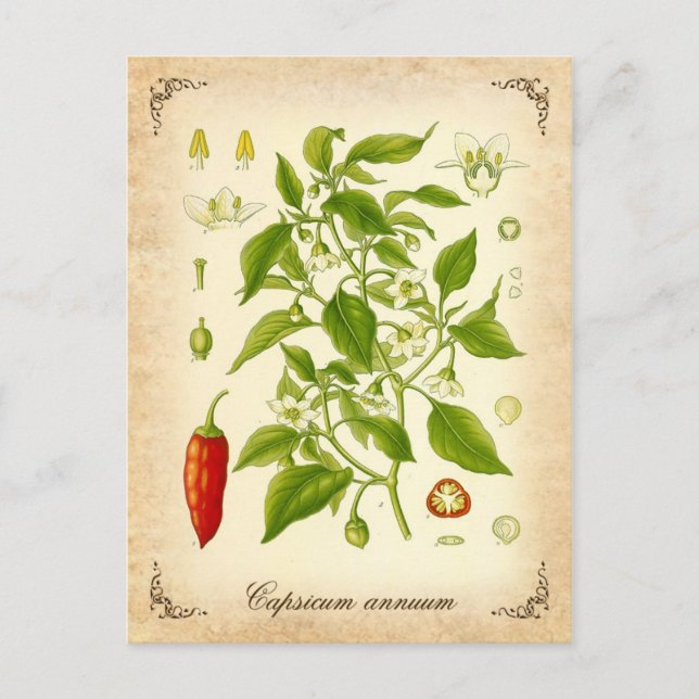 Chilipeppar - vintageillustration vykort (Framsida)