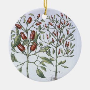 Chilipepparväxter, från 'Hortusen Eystettensi Julgransprydnad Keramik