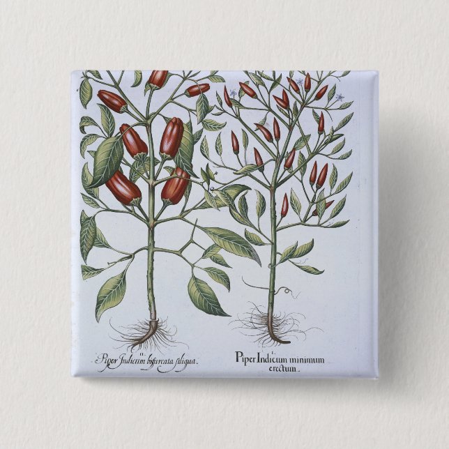 Chilipepparväxter, från 'Hortusen Eystettensi Knapp (Framsida)