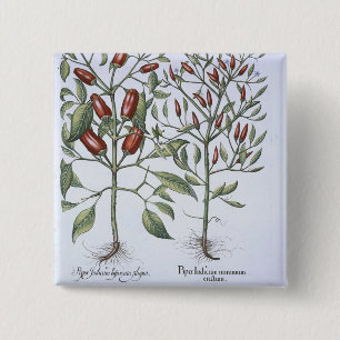 Chilipepparväxter, från 'Hortusen Eystettensi Knapp