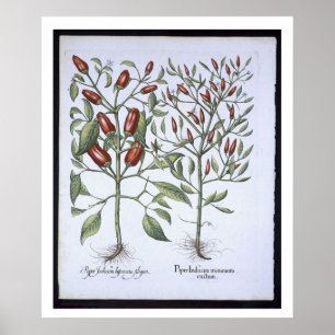 Chilipepparväxter, från 'Hortusen Eystettensi Poster