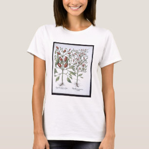 Chilipepparväxter, från 'Hortusen Eystettensi Tee