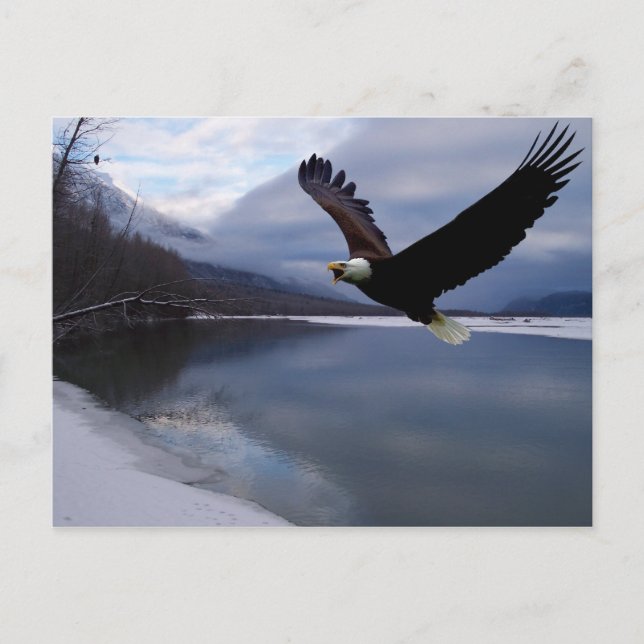 Chilkat Eagle Preserve vykort (Framsida)