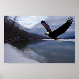 Chilkat Eagle Reserve Affisch