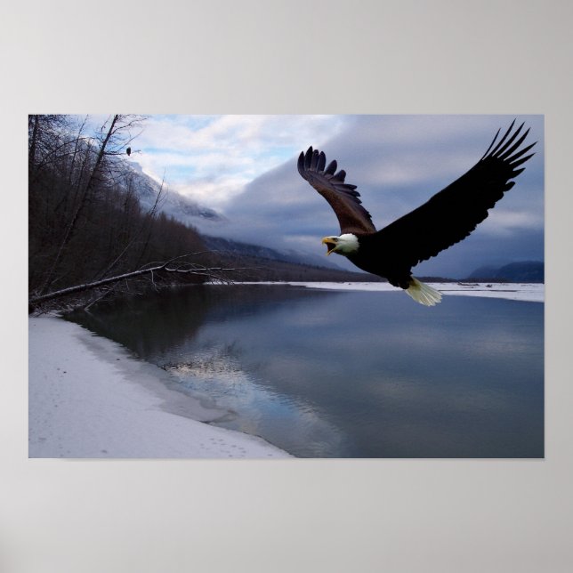 Chilkat Eagle Reserve Affisch (Framsidan)