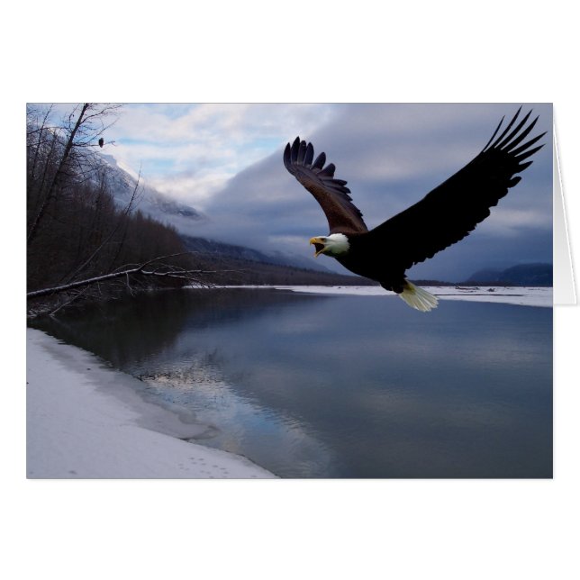 Chilkat Eagle Reserve-kort Hälsningskort (Framsidan Horizontal)
