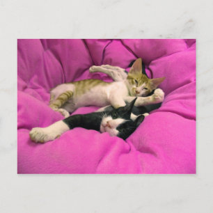 Chill Bill - Slappna av Max - Cute-katter Vykort