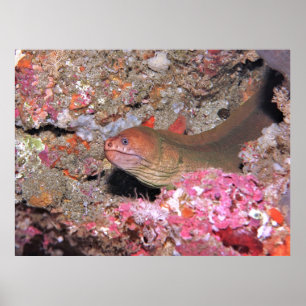 Chill Eel Poster