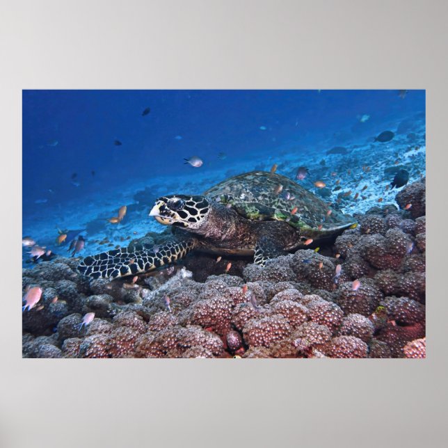 Chill Hawksbill Poster (Framsidan)