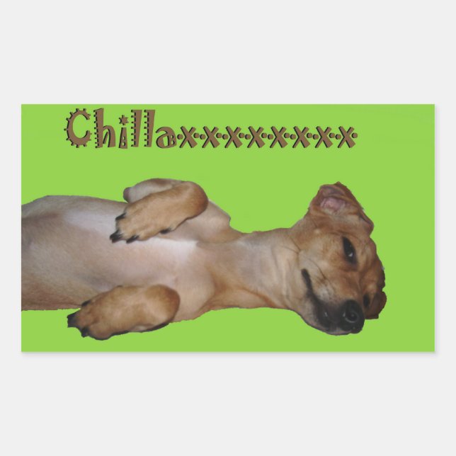 Chillaxin Chiweenie Sticker Rektangulärt Klistermärke (Framsida)