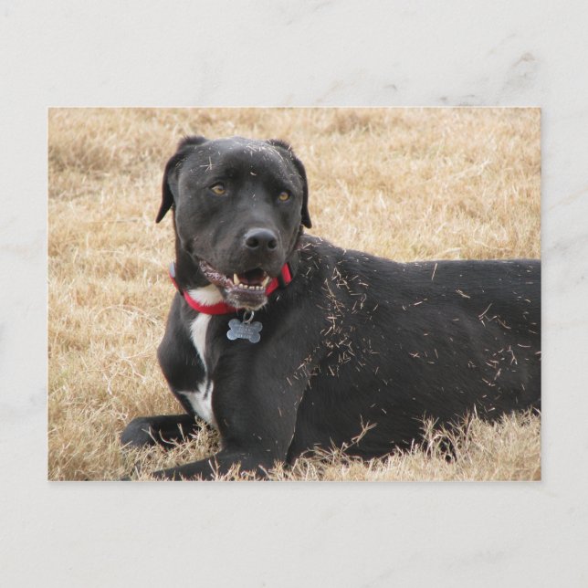 Chillin Vykort (Framsida)