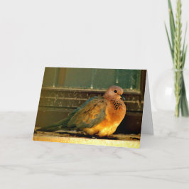 Chilly Dove Kort
