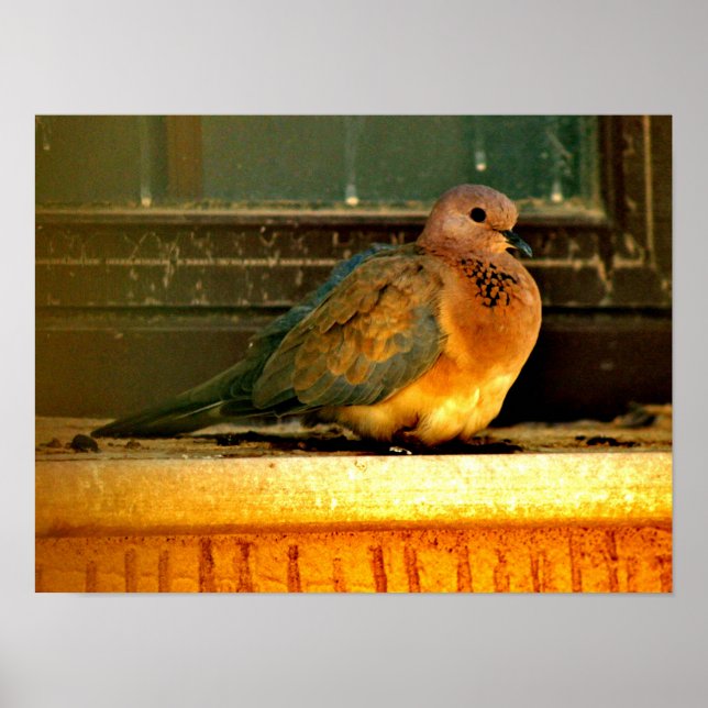 Chilly Dove Poster (Framsidan)